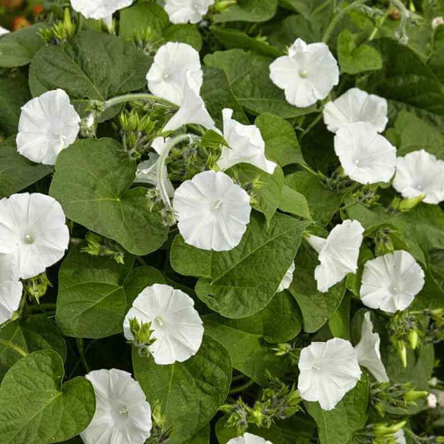 25 Moonflower Flower Seeds - Seed World
