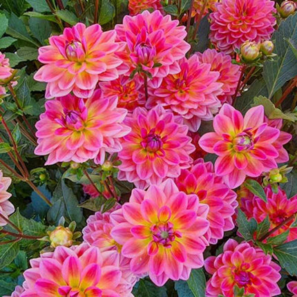 25 Pacific View Dahlia Perennial Seeds - Seed World