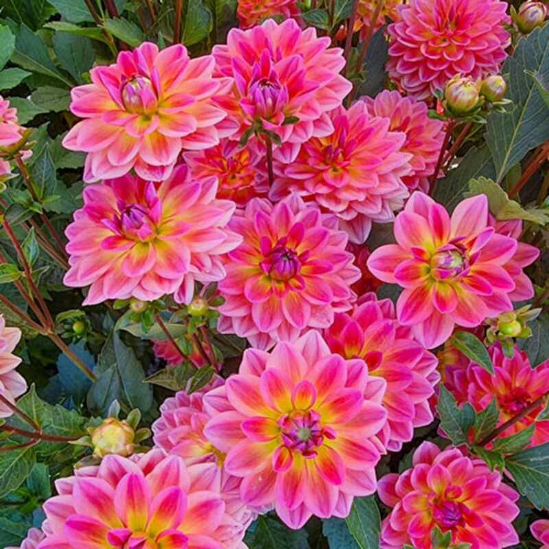 25 Pacific View Dahlia Perennial Seeds - Seed World