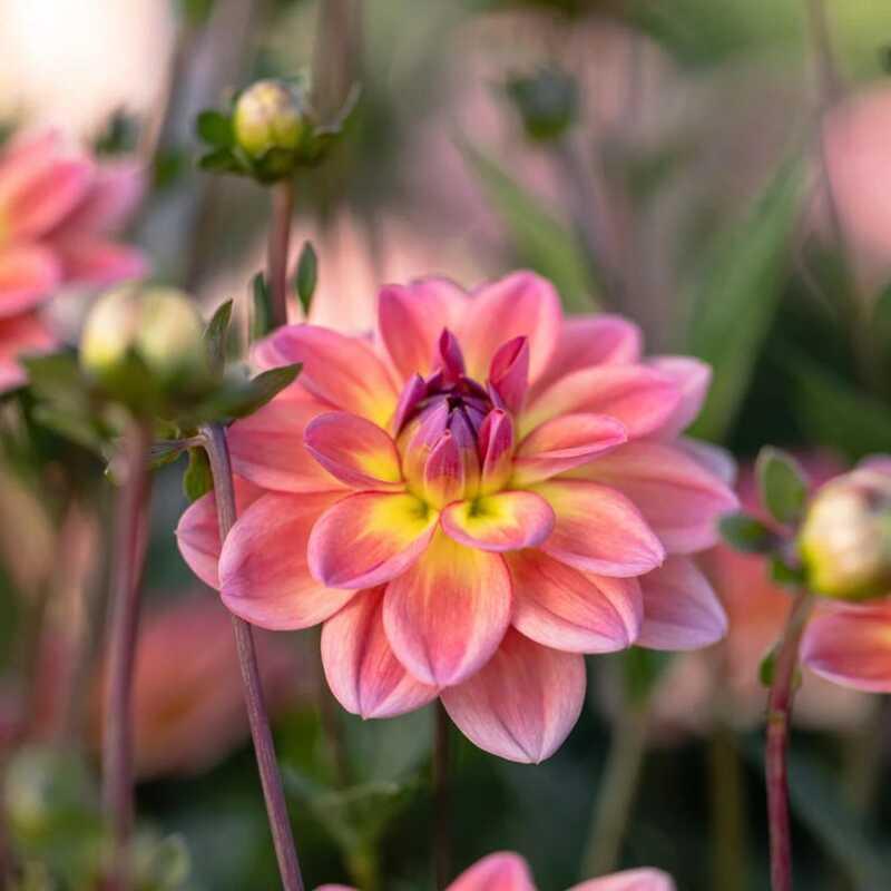 25 Pacific View Dahlia Perennial Seeds - Seed World