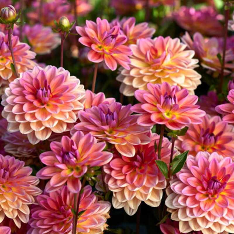 25 Pacific View Dahlia Perennial Seeds - Seed World