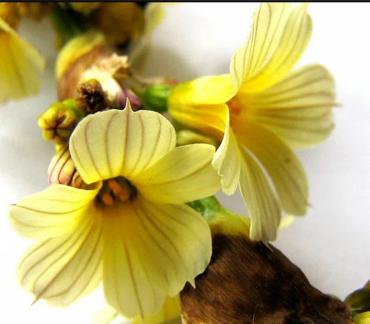 25 Pale Yellow Eyed Grass - Sisyrinchium Striatum Seeds - Seed World