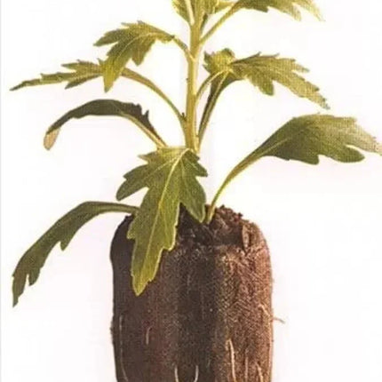 25 Peat Pellets Soil Plugs - 36mm - Seed World
