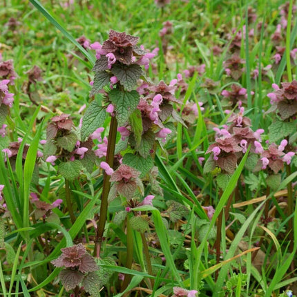 25 Purple Dead-Nettle Seeds – Organic Lamium Purpureum - Seed World