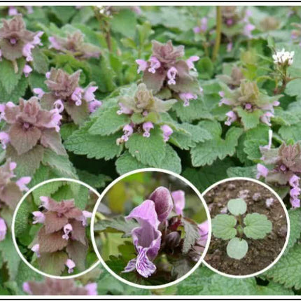 25 Purple Dead-Nettle Seeds – Organic Lamium Purpureum - Seed World