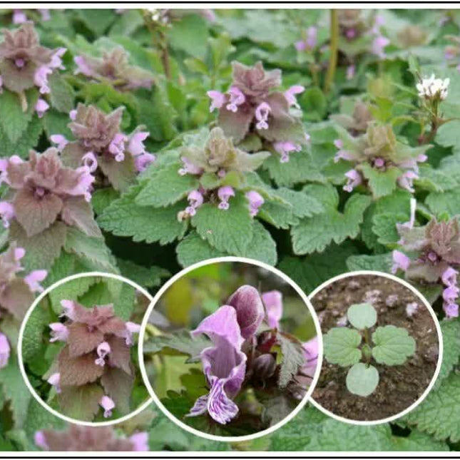25 Purple Dead-Nettle Seeds – Organic Lamium Purpureum - Seed World