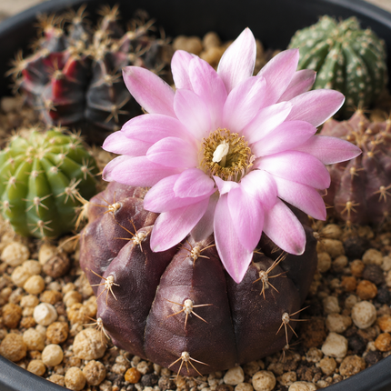 25 Rare Gymnocalycium Cactus Seeds - Mixed Varieties