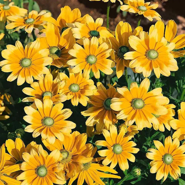 25 Rudbeckia Hirta Seeds - Green Eyes - Seed World