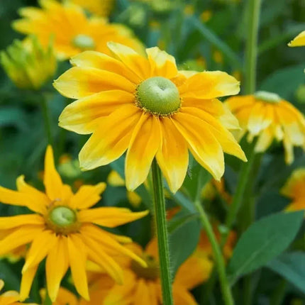25 Rudbeckia Hirta Seeds - Green Eyes - Seed World