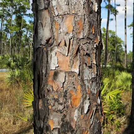Close-up of a tree trunk with a forest background
