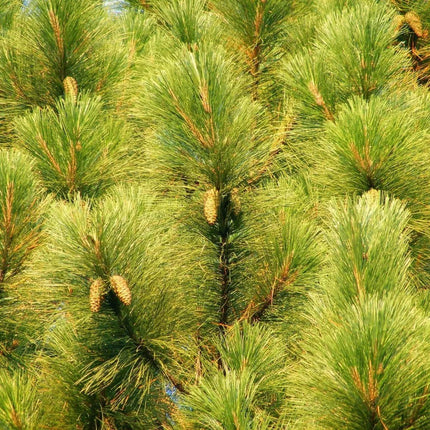 Close-up of a pine tree with green needles and cones.