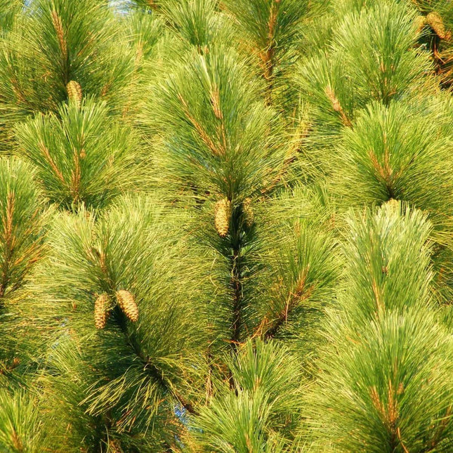 Close-up of a pine tree with green needles and cones.
