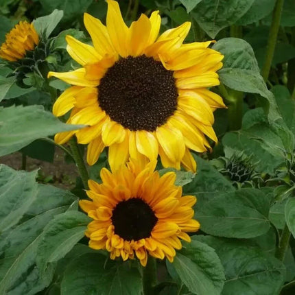 25 Soraya Sunflower Seeds - Seed World