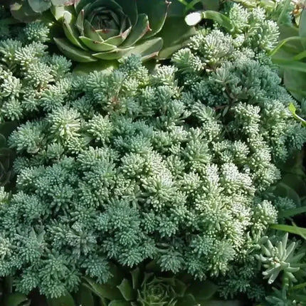25 Spanish Stonecrop Seeds - Seed World