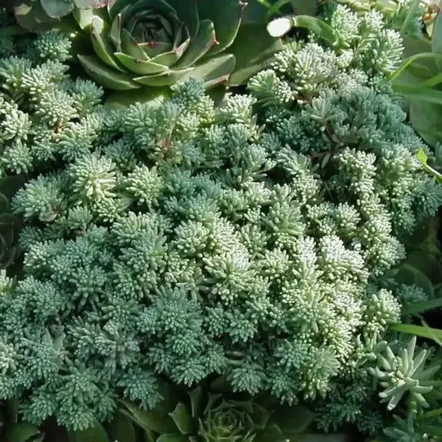 25 Spanish Stonecrop Seeds - Seed World