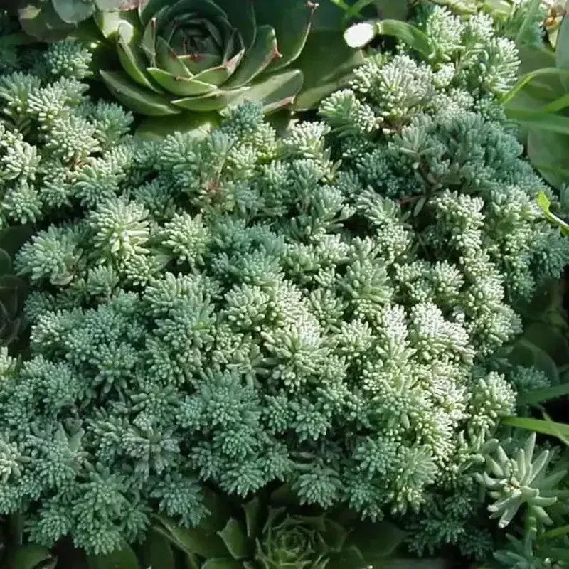 25 Spanish Stonecrop Seeds - Seed World