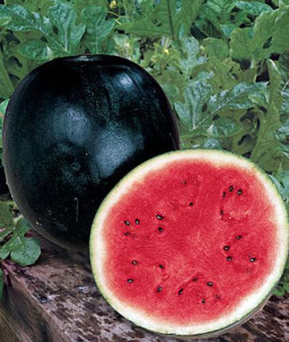 25 Sugar Baby Watermelon Seeds - Seed World