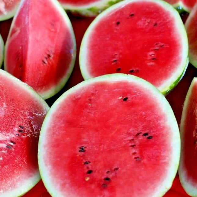 25 Sugar Baby Watermelon Seeds - Seed World