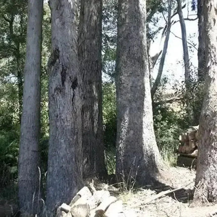 25 Tasmanian Blue Gum Tree Seeds - Seed World