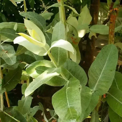 25 Tasmanian Blue Gum Tree Seeds - Seed World