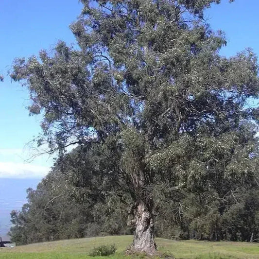 25 Tasmanian Blue Gum Tree Seeds - Seed World