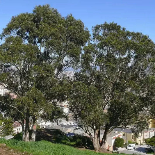 25 Tasmanian Blue Gum Tree Seeds - Seed World