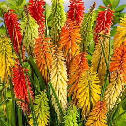 25 Torch Lily Mix Hot Poker Seeds - Seed World