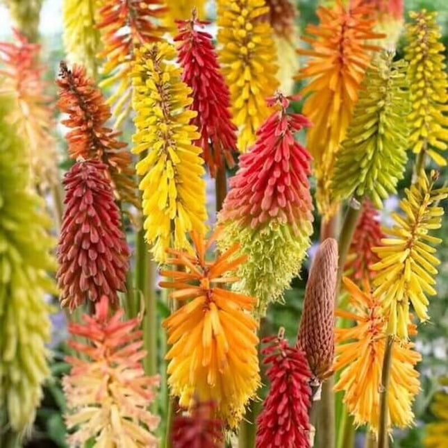 25 Torch Lily Mix Hot Poker Seeds - Seed World