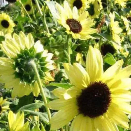 25 Valentine Sunflower Seeds - Seed World
