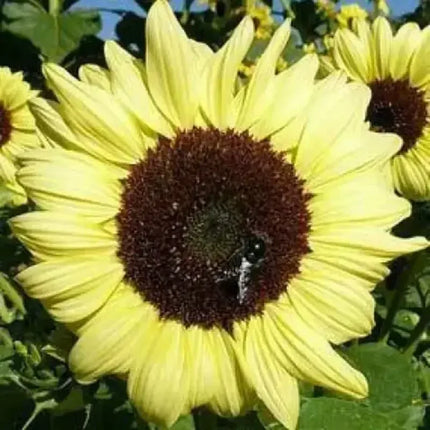 25 Valentine Sunflower Seeds - Seed World