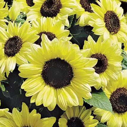 25 Valentine Sunflower Seeds - Seed World