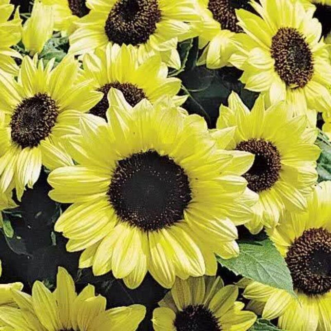 25 Valentine Sunflower Seeds - Seed World