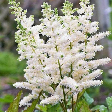 25 White Astilbe Flower Seeds - Seed World