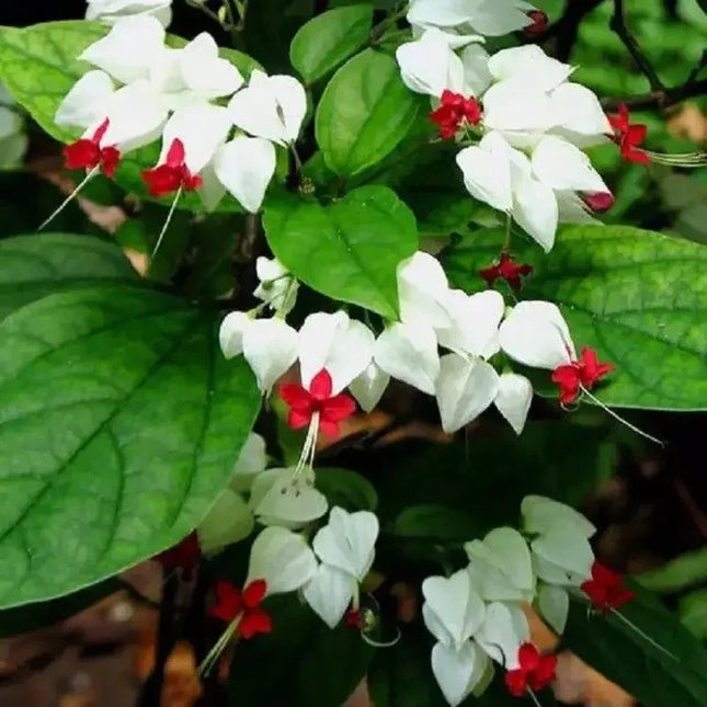 25 White Red Bleeding Heart Seeds - Seed World