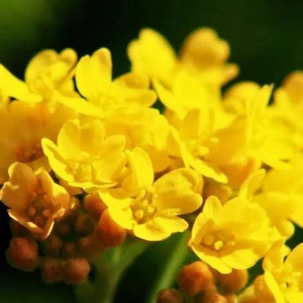 250 Alyssum Basket of Gold Seeds - Seed World