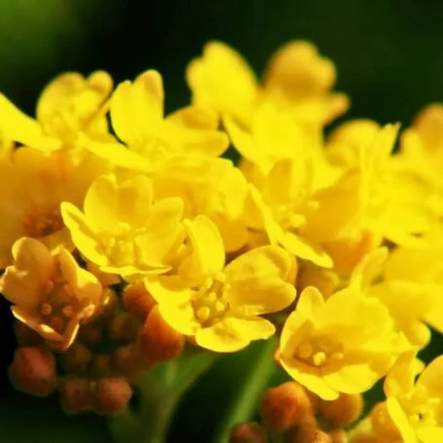 250 Alyssum Basket of Gold Seeds - Seed World