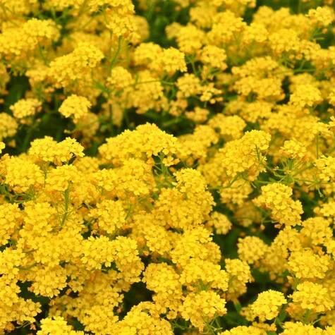250 Alyssum Basket of Gold Seeds - Seed World