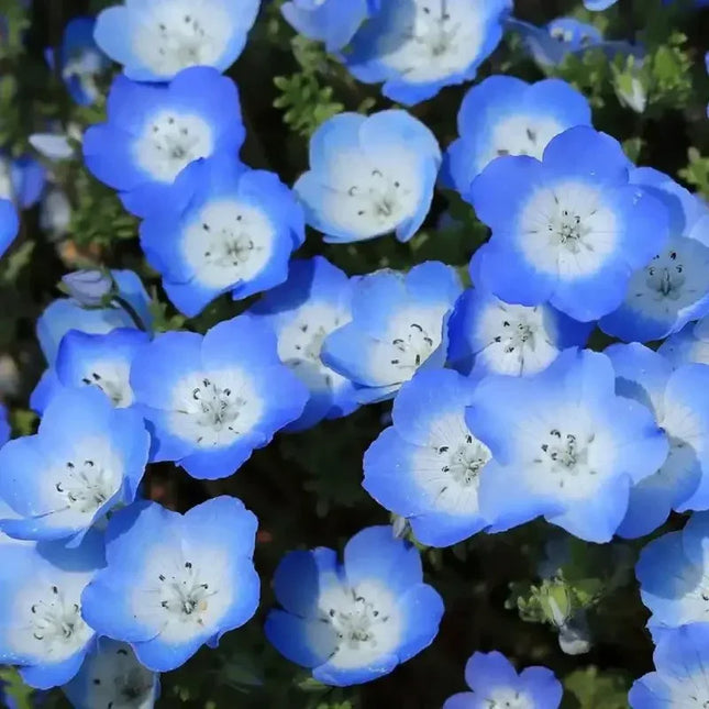 250 Baby Blue Eyes Seeds (Nemophila Menziesii) - Seed World