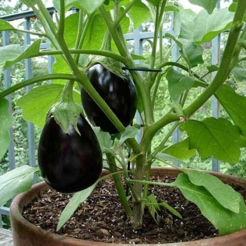 250 Black Beauty Eggplant Seeds | NON-GMO | Heirloom - Seed World