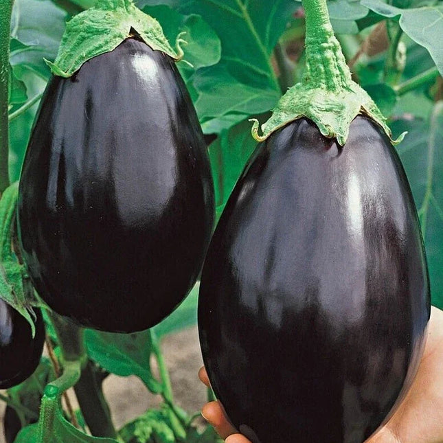 250 Black Beauty Eggplant Seeds | NON-GMO | Heirloom - Seed World