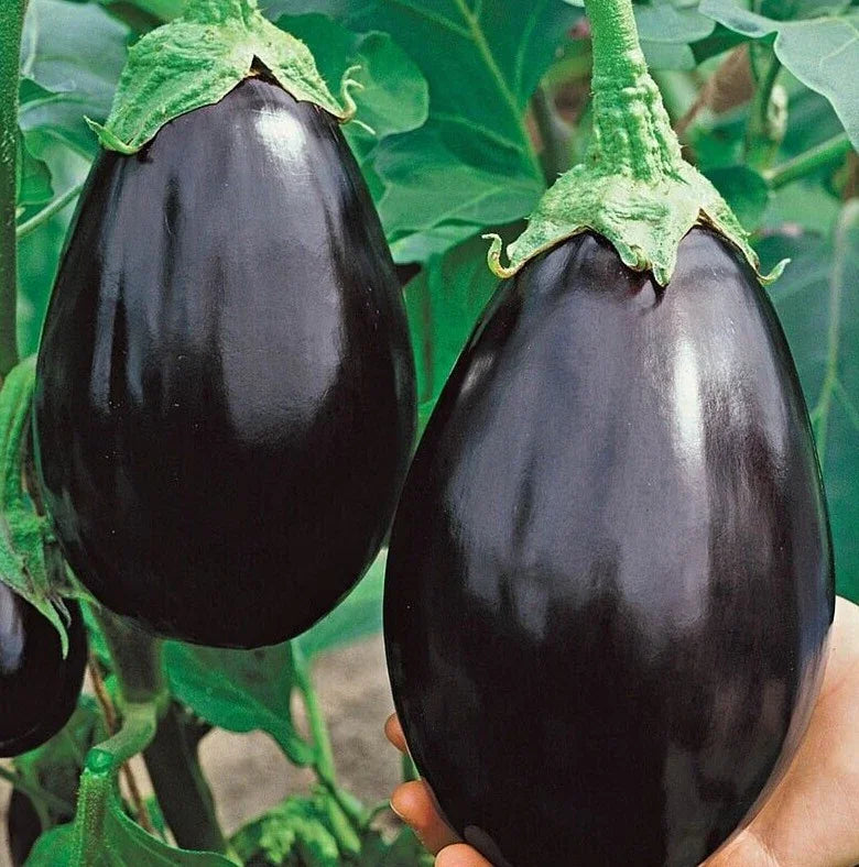 250 Black Beauty Eggplant Seeds | NON-GMO | Heirloom - Seed World