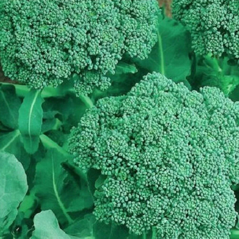 250 Broccoli Seeds | NON-GMO | Heirloom - Seed World
