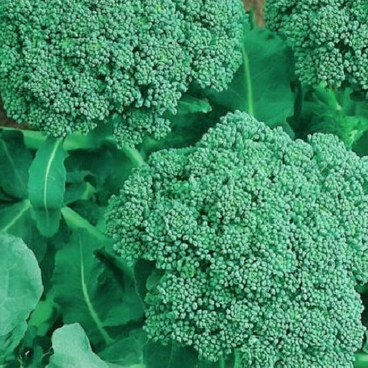 250 Broccoli Seeds | NON-GMO | Heirloom - Seed World