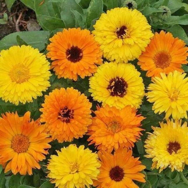 250 Calendula Pacific Beauty Seeds - Mix - Seed World