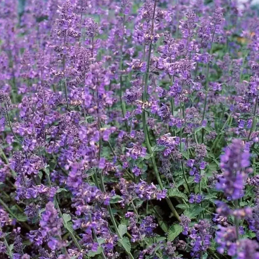 250 Catmint - Nepeta mussinii Seeds - Seed World