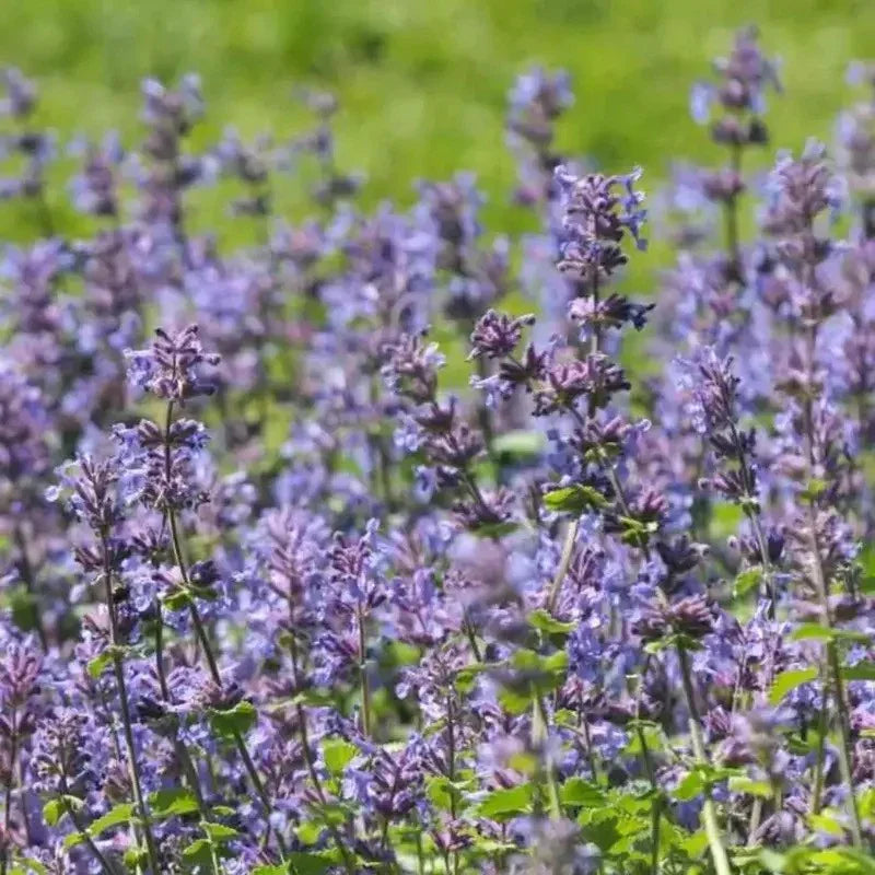 250 Catmint - Nepeta mussinii Seeds - Seed World