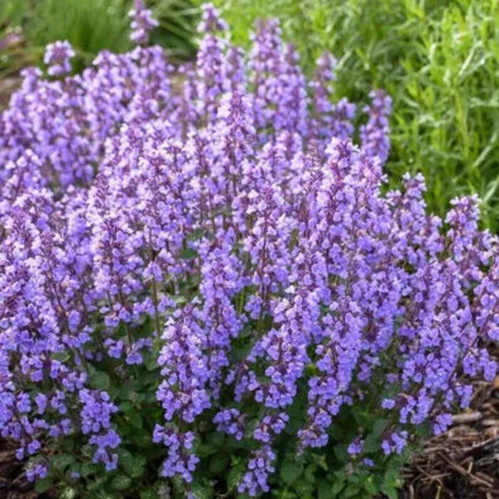 250 Catmint - Nepeta mussinii Seeds - Seed World