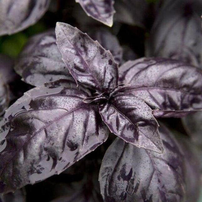 250 Dark Opal Purple Basil Seeds - Seed World