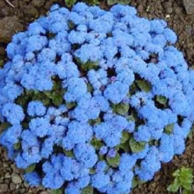 250 Dwarf Blue Bedder Ageratum Seeds - Seed World