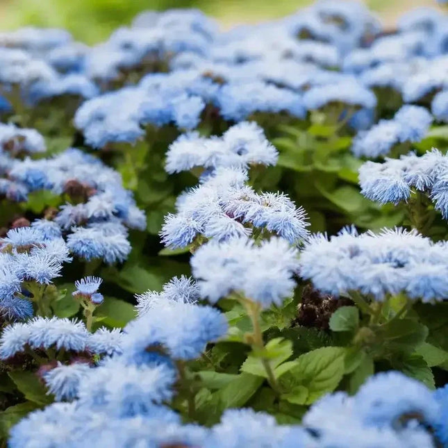 250 Dwarf Blue Bedder Ageratum Seeds - Seed World